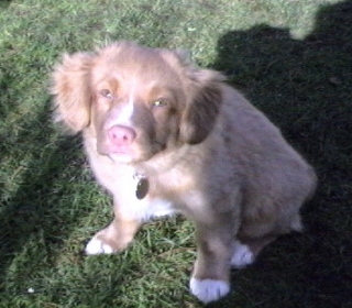 Bellis