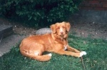 bellis1b.jpg