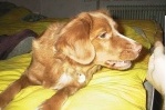 bellis29.jpg
