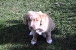 bellis8.jpg